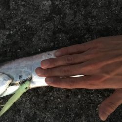 渋い中なんとか太刀魚